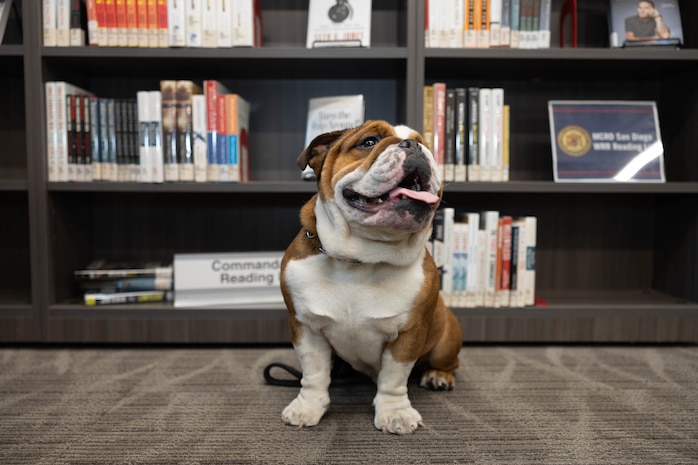 U.S. Marine Corps Pfc. Bruno, the mascot for Marine Corps Recruit Depot San Diego and the Western Recruiting Region, poses for a photo at MCRD San Diego, Jan. 22, 2024. Bruno visited the MCRD San Diego library to explore the resources available to all active duty members and base personnel. (U.S. Marine Corps photo by Cpl. Elliott A. Flood-Johnson)