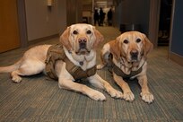 240124-N-KC192-1094 PORTSMOUTH, Va. (Jan. 24, 2024) Capt. Charlie and Capt. Patty, service dogs assigned to Navy Medicine Readiness and Training Unit (NMRTU) Norfolk, lay for a photo after interacting with Sailors after Sailor 360 training on board Navy Support Activity (NSA) Hampton Roads - Portsmouth Annex, Jan. 24, 2024. Sailor 360 gives leaders the flexibility to tailor existing source material to fit their needs. The program allows Sailors of all ranks to speak candidly towards improving their personal and professional cooperation. (U.S. Navy photo by Mass Communication Specialist 2nd Class Levi Decker)