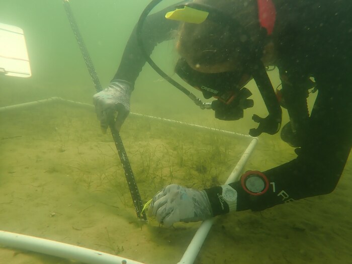 The scuba diver measures seagrass at the bottom on the east bay with a measuring stick.