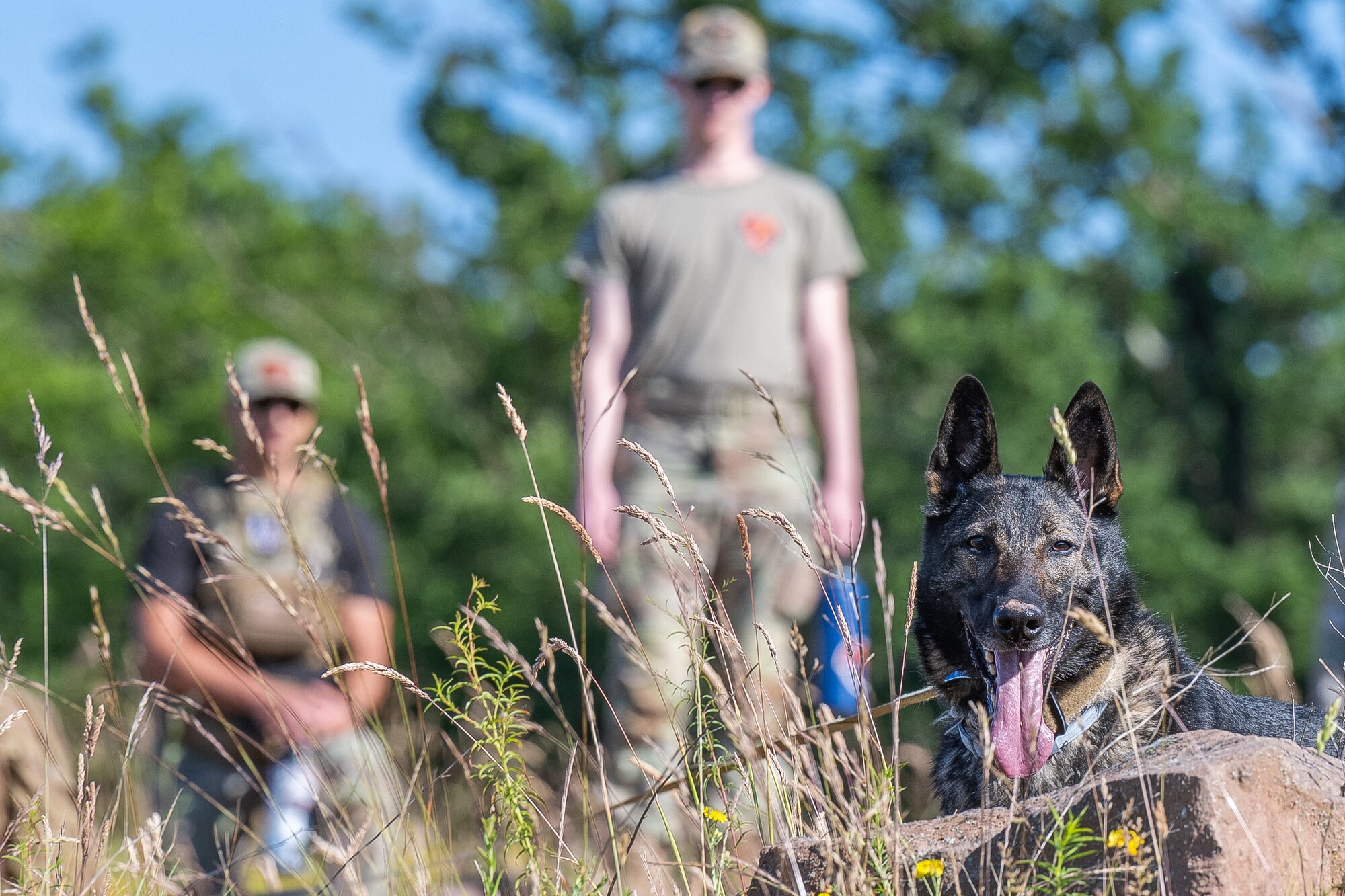 A dog looks over a large rock in front of Air Force working dog handlers watching the dog.