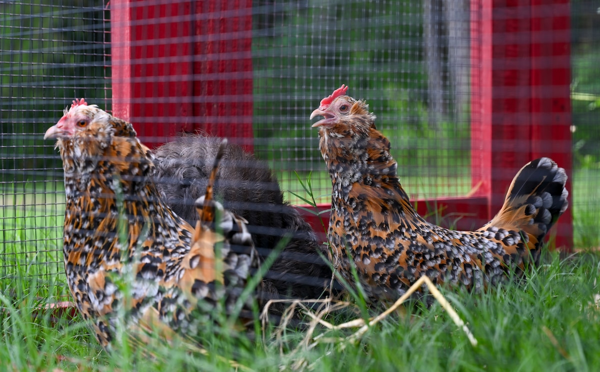 Three chickens watch their surroundings