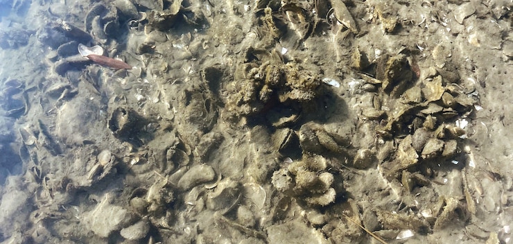 Photo of growth during a site visit to the Great Wicomico River Oyster Recovery Project.