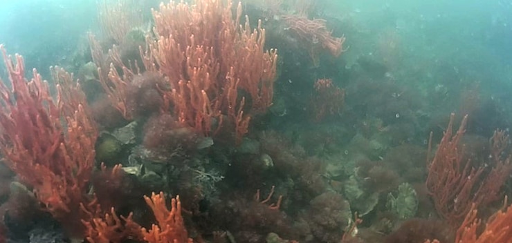 Underwater drone photo showing the growth on "old" reef at the site of the Piankatank River Oyster Recovery Project.