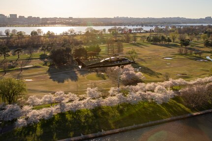An Army VH-60M "gold top" Black Hawk helicopter flies near the Potomac River. There are blooming cherry trees visible on the ground.