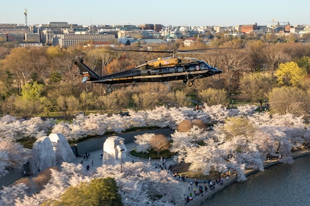 An Army VH-60M "gold top" Black Hawk helicopter flies near the Martin Luther King Jr. Memorial with blooming cherry trees visible on the ground.