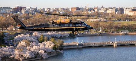 An Army VH-60M "gold top" Black Hawk helicopter flies near the Jefferson Memorial over the tidal basin with blooming cherry trees visible on the ground.