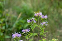 A bumblebee pollinates a stand of purple spiked flowers