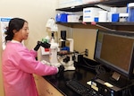 JOINT BASE SAN ANTONO-FORT SAM HOUSTON – (July 11, 2024) – University of Texas at Austin senior Saeha Lee, an intern assigned to Naval Medical Research Unit (NAMRU) San Antonio, examines fibroblasts in a tissue culture dish at the Battlefield Health and Trauma Research Institute. Lee, of Dallas, is one of six students participating in the Office of Naval Research’s Naval Research Enterprise Internship Program (NREIP). NREIP places college and university students in the Department of the Navy laboratories where they take part in real Naval research for ten weeks during the summer. NREIP gives academically talented college students, graduating seniors, and graduate students pursuing STEM careers the opportunity to learn about Naval research and technology while receiving first-class mentoring by top scientists and engineers. NAMRU San Antonio is one of the leading research and development laboratories for the U.S. Navy under the Department of Defense (DoD) and is one of eight subordinate research commands in the global network of laboratories operating under the Naval Medical Research Command in Silver Spring, Md.  Its mission is to conduct gap driven combat casualty care, craniofacial, and directed energy research to improve survival, operational readiness, and safety of DoD personnel engaged in routine and expeditionary operations. (U.S. Navy photo by Burrell Parmer, NAMRU San Antonio Public Affairs/Released)