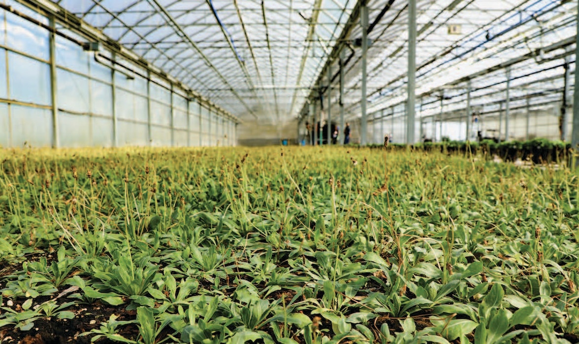 Air Force Research Laboratory began multimillion-dollar, multiyear program in spring 2022 with BioMADE, Farmed Materials, and Goodyear Tire and Rubber Company to develop domestic source of natural rubber from Kok-saghyz dandelion, seen here in its initial planting at Amherst Greenhouse in Harrod, Ohio, July 28, 2022