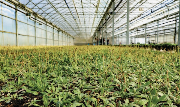 Air Force Research Laboratory began multimillion-dollar, multiyear program in spring 2022 with BioMADE, Farmed Materials, and Goodyear
Tire and Rubber Company to develop domestic source of natural rubber from Kok-saghyz dandelion, seen here in its initial planting at Amherst
Greenhouse in Harrod, Ohio, July 28, 2022