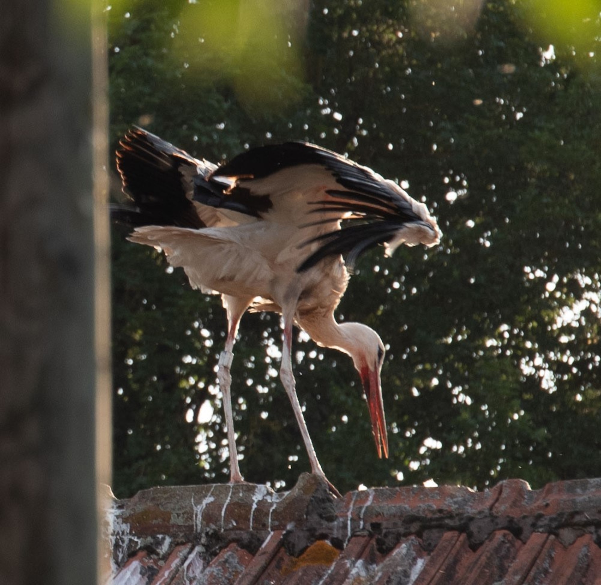 A White Stork lands on top of a home in Matzenbach, Germany, June 26, 2024.