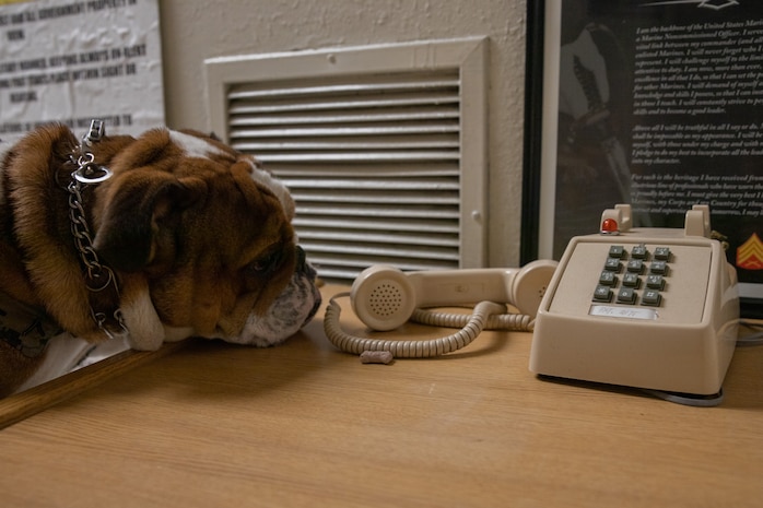 U.S. Marine Corps Pfc. Bruno, the mascot of Marine Corps Recruit Depot San Diego, Western Recruiting Region, answers the duty phone while on barracks duty at MCRD San Diego, California, July 9, 2024. The mascot’s job is to boost morale, participate in outreach work and attend events and ceremonies. The importance of standing barracks duty is to ensure discipline, order and safety. (U.S. Marine Corps photo by Cpl. Sarah M. Grawcock)
