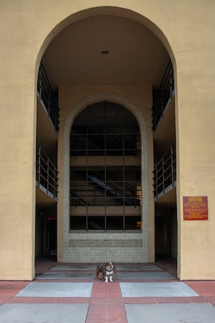 U.S. Marine Corps Pfc. Bruno, the mascot of Marine Corps Recruit Depot San Diego, Western Recruiting Region, conducts a tour while on barracks duty at MCRD San Diego, California, July 9, 2024. The mascot’s job is to boost morale, participate in outreach work and attend events and ceremonies. The importance of standing barracks duty is to ensure discipline, order and safety. (U.S. Marine Corps photo by Cpl. Sarah M. Grawcock)