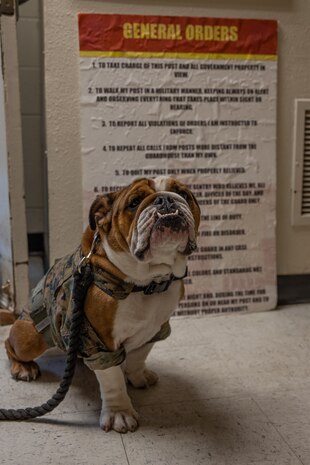 U.S. Marine Corps Pfc. Bruno, the mascot of Marine Corps Recruit Depot San Diego, Western Recruiting Region, reviews the USMC general orders while standing barracks duty at MCRD San Diego, California, July 9, 2024. The mascot’s job is to boost morale, participate in outreach work and attend events and ceremonies. The importance of standing barracks duty is to ensure discipline, order and safety. (U.S. Marine Corps photo by Cpl. Sarah M. Grawcock)