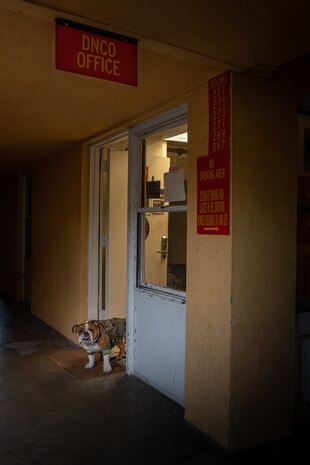 U.S. Marine Corps Pfc. Bruno, the mascot of Marine Corps Recruit Depot San Diego, Western Recruiting Region, stands barracks duty at MCRD San Diego, California, July 9, 2024. The mascot’s job is to boost morale, participate in outreach work and attend events and ceremonies. The importance of standing barracks duty is to ensure discipline, order and safety. (U.S. Marine Corps photo by Cpl. Sarah M. Grawcock)