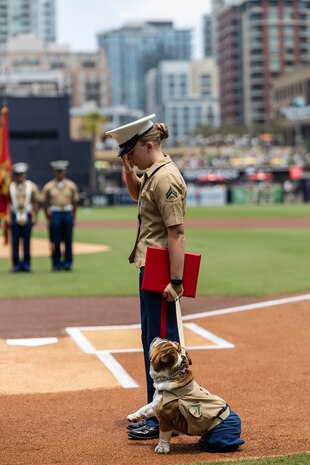 U.S. Marine Corps Cpl. Sarah Grawcock, a combat photographer with Marine Corps Recruit Depot San Diego, and Lance Cpl. Bruno, the Depot Mascot, salute the promoting officer during Bruno’s promotion at the San Diego Padres’ Military Salute to the Marine Corps at Petco Park Stadium, San Diego, July 14, 2024. U.S. Marines attended the San Diego Padres’ Military Salute to honor the commitment of the U.S. Marines and connect with the San Diego community. (U.S. Marine Corps photo by Cpl. Mary Jenni)