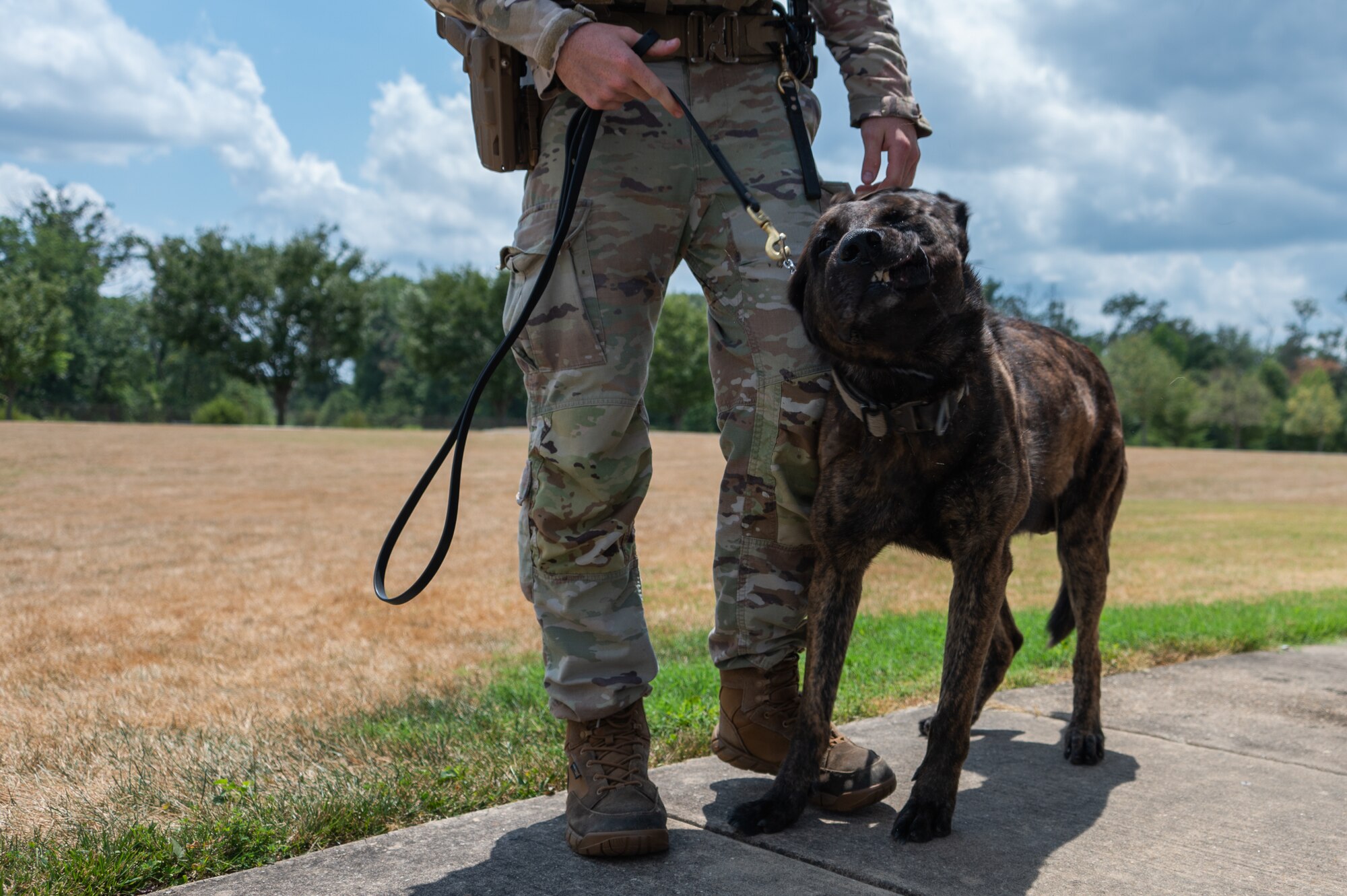 An U.S. Air Force service member in security forces walk with a military working dog on a sidewalk.