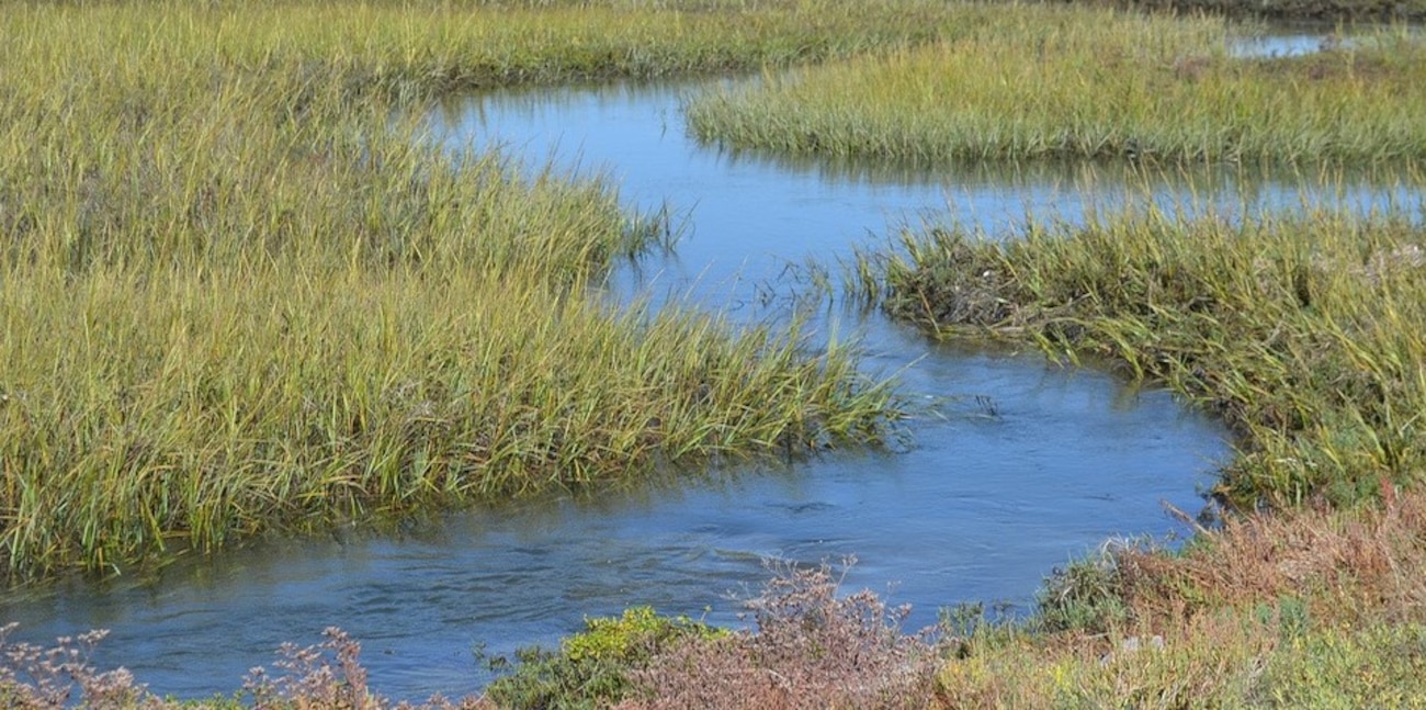 California cordgrass is pictured at the Santa Ana River Mainstem Salt Marsh.