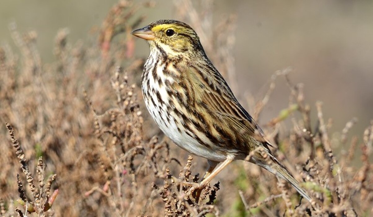 The Savannah sparrow, pictured here, is a small New World sparrow that is the only member of the genus Passerculus. It is a widespread and abundant species that occupies open grassland habitats in North America.