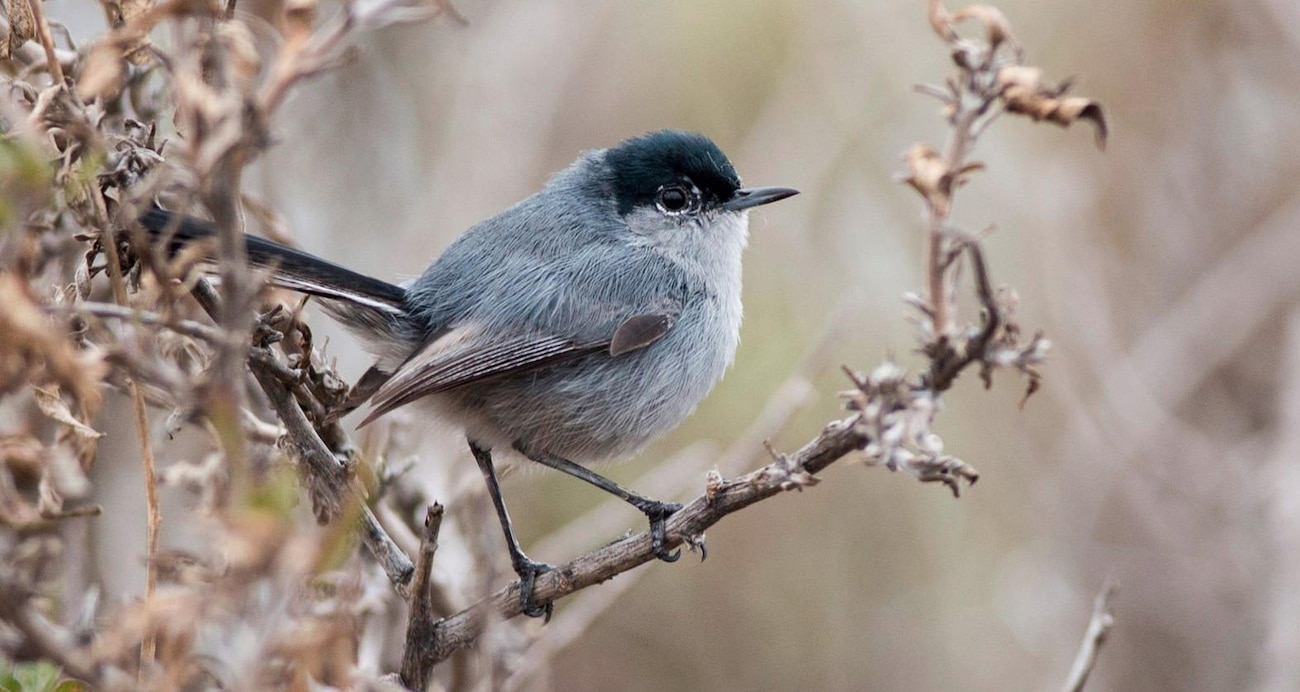 Coastal California gnatcatcher is pictured pirching on coastal sage scrub. The coastal California gnatcatcher is a small non-migratory songbird that lives in and around coastal sage scrub. This songbird has black, gray, and white feathers, and eats mainly insects.