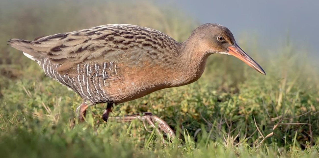 The light-footed Ridgway's rail is a hen-sized marsh bird that is long-legged, long-toed, and approximately 14 inches long. It has a slightly down-curved beak and a short, upturned tail. Males and females are identical in plumage. Their cinnamon breast contrasts with the streaked plumage of the grayish brown back and gray and white barred flanks. The light-footed Ridgway's rail uses southern California coastal salt marshes, lagoons, and their maritime environs.