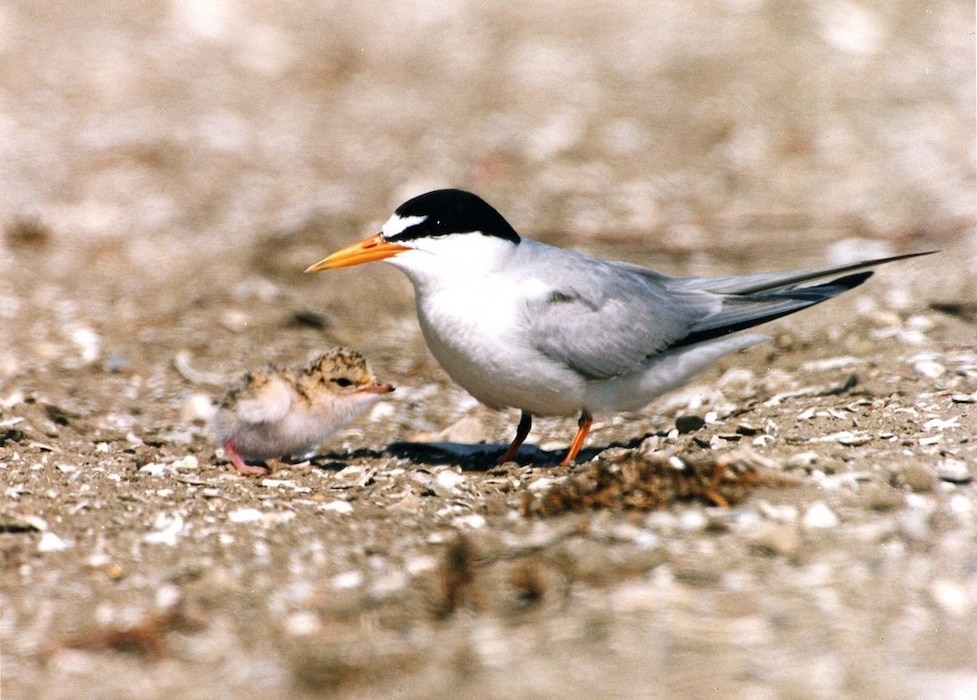 A black-and-white California least tern is pictured at right looking after a fledgling. The California least tern is a subspecies of least tern that breeds primarily in bays of the Pacific Ocean within a very limited range of Southern California, in San Francisco Bay and in northern regions of Mexico. This migratory bird is a U.S. federally listed endangered subspecies.