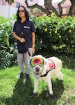 Ollie Bear, a 12-year-old Labrador retriever, has been a volunteer therapy dog with the American Red Cross Animal Visitation Program since 2016. Ollie and handler Millie Griggs volunteer at Tripler Army Medical Center.
