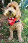 Ruby, a 6-year-old labradoodle, has been a volunteer therapy dog with the American Red Cross Animal Visitation Program since 2019. Ruby and her handler, John Flanagan, volunteer at Tripler Army Medical Center.