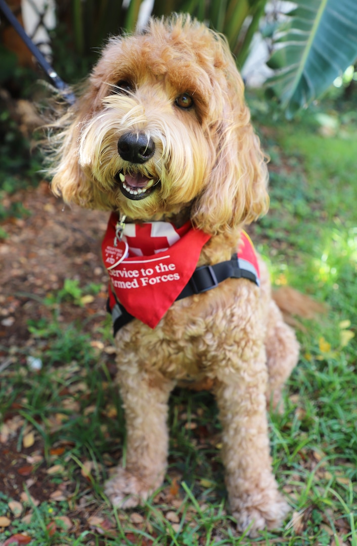 Ruby, a 6-year-old labradoodle, has been a volunteer therapy dog with the American Red Cross Animal Visitation Program since 2019. Ruby and her handler, John Flanagan, volunteer at Tripler Army Medical Center.