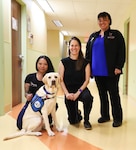 Nalu, a 2-year-old Labrador retriever, is a full-time Tripler Army Medical Center hospital facility dog. He is present in the Child and Family Behavioral Health Service (CAFBHS) Clinic, where he works alongside Dr. Kathryn Egan, a child psychiatrist; Trina Jones Artis, a licensed clinical social worker; and Nicole Dorsey, also a licensed clinical social worker.
