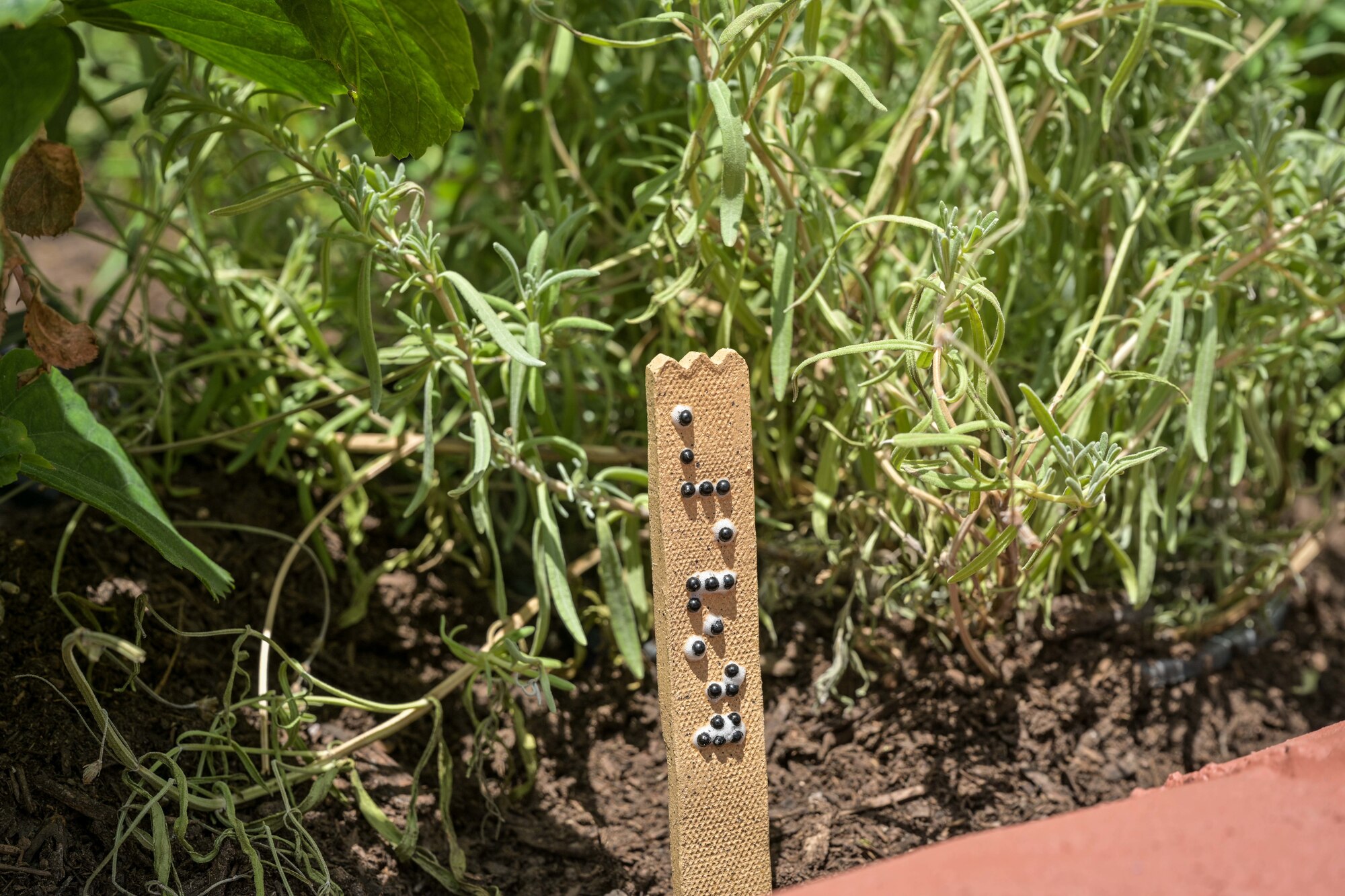 A lavender plant label tag posted in braille is seen in a multi-sensory garden at the New Mexico School for the Blind and Visually Impaired in Alamogordo, New Mexico, July 18, 2024.