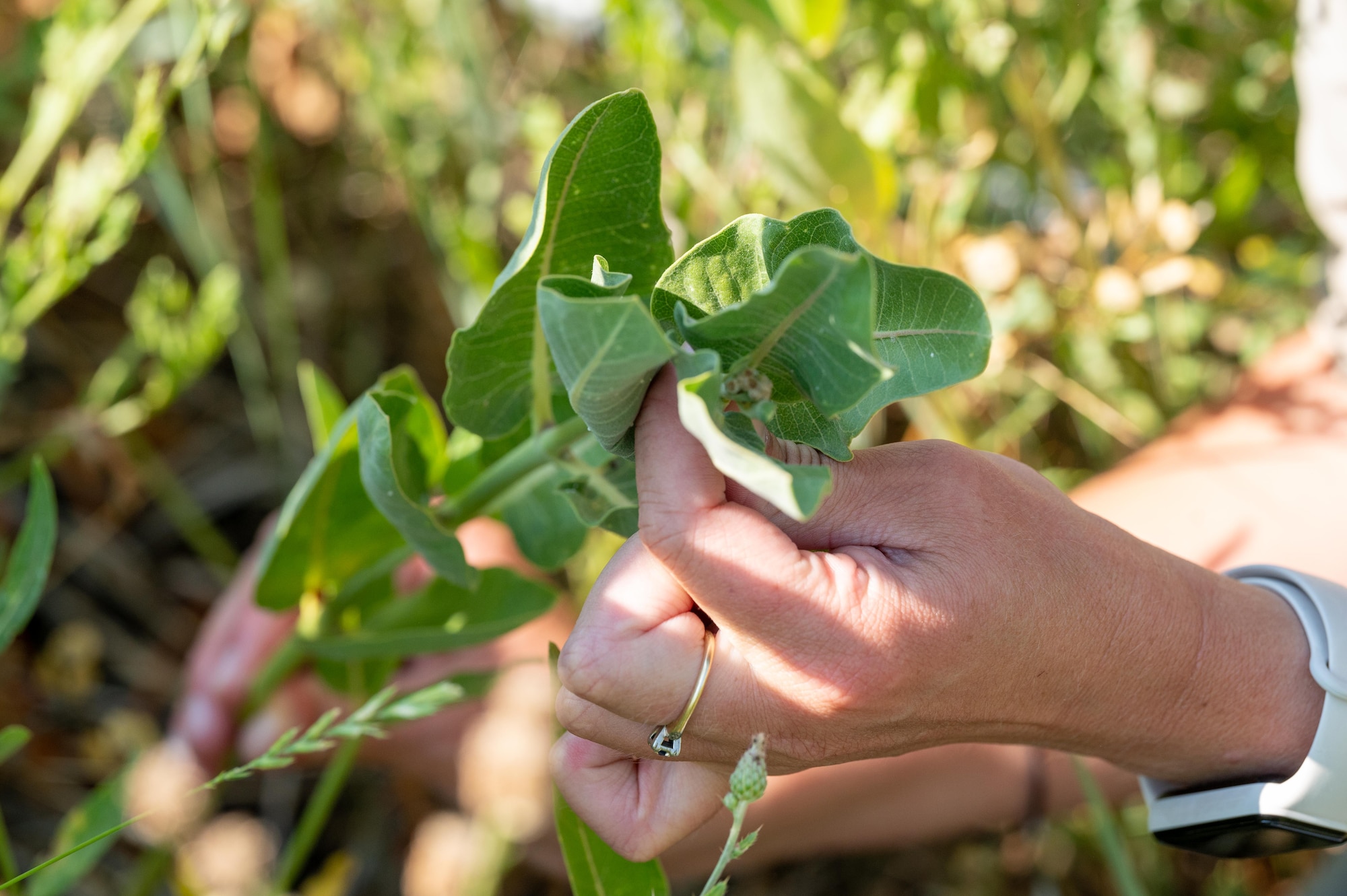 Handles Plants