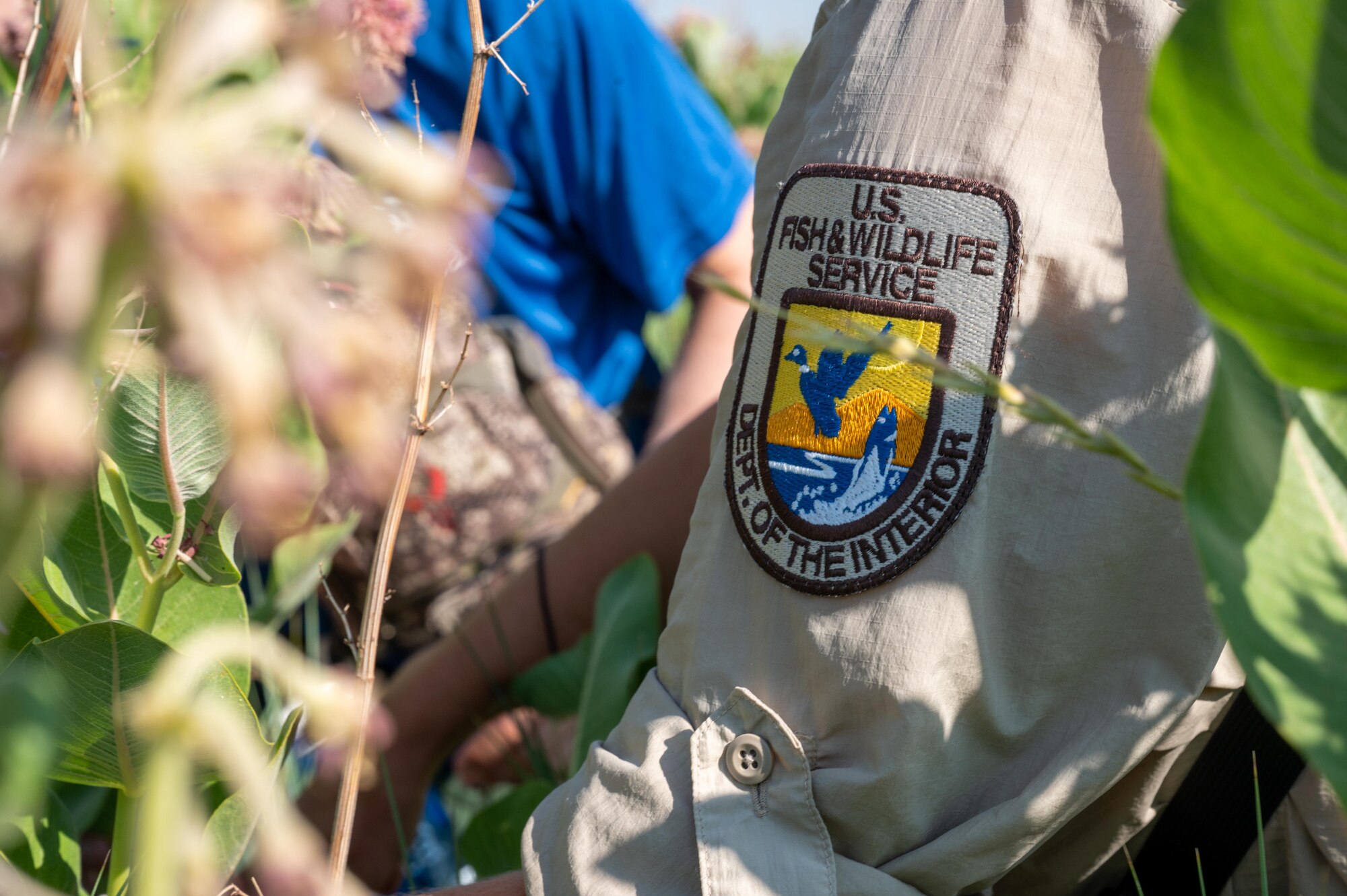 biologist looking at milkweed