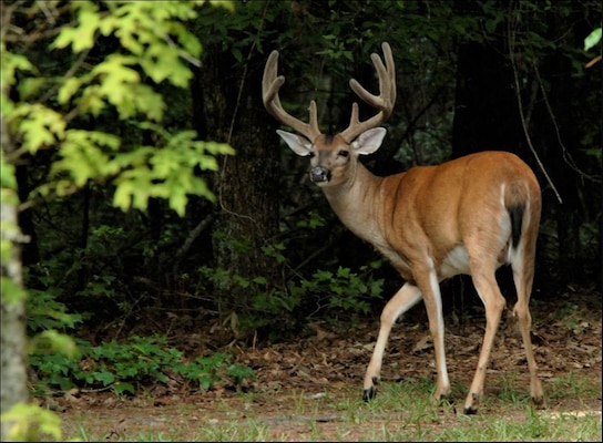 A single buck stands by trees looking at the camera