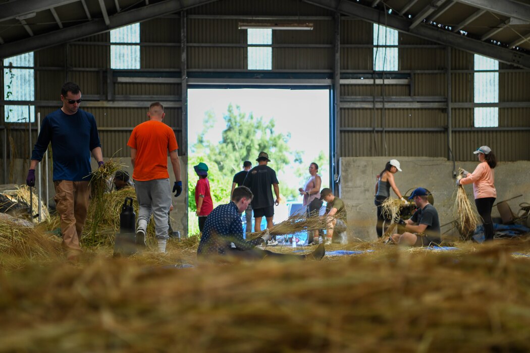 Military community members and Okinawa locals harvest vetiver.