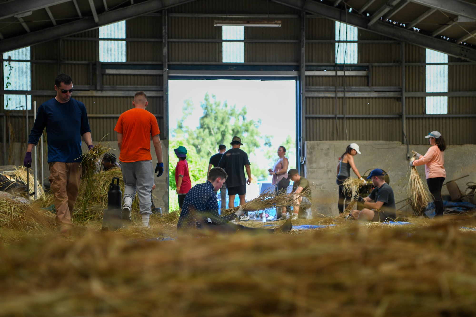 Military community members and Okinawa locals harvest vetiver.