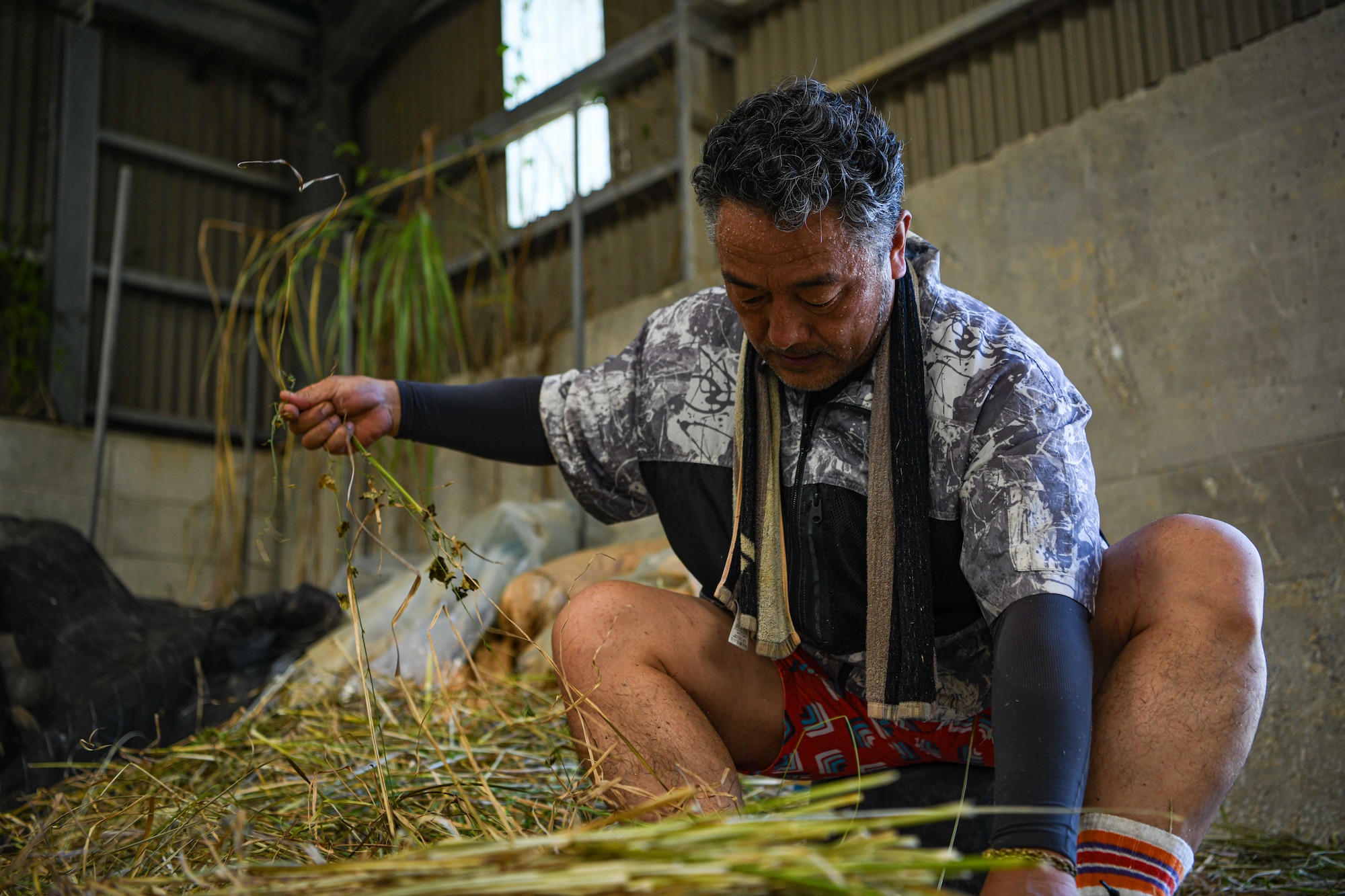An Okinawa local separates weeds from a stack of vetiver.