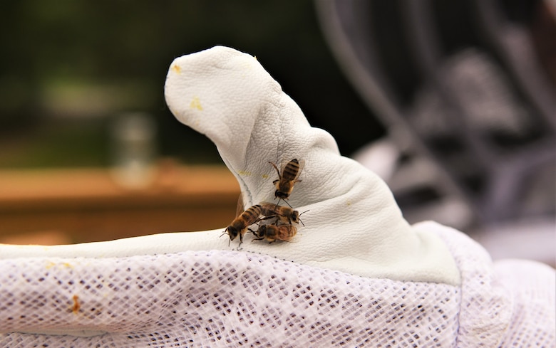 Four bees hang on to U.S. Army Corps of Engineers park ranger Stone Fagan's gloved hand as he tends to the hives, July 22, 2024. Cordell Hull Lake has recently received bee hives from HoneyBee Tennessee to increase local pollination efforts. (USACE Photo by Braden Simmons)