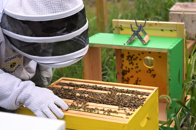 U.S. Army Corps of Engineers park ranger Stone Fagan looks through the hives as bees surface to the top of the hive, July 22, 2024. Cordell Hull Lake has recently received bee hives from HoneyBee Tennessee to increase local pollination efforts. (USACE Photo by Braden Simmons)
