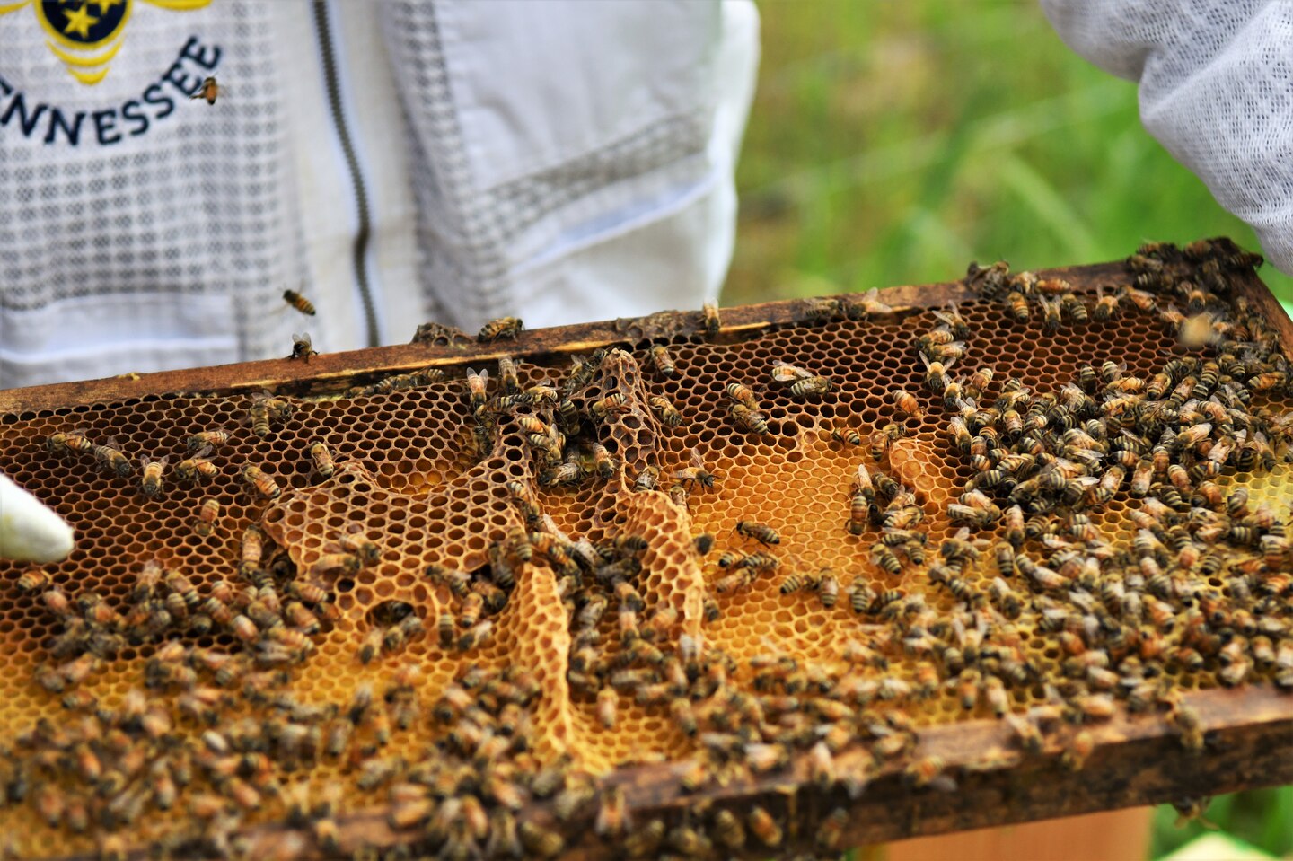 U.S. Army Corps of Engineers park ranger Stone Fagan inspects a panel of bees and filled honeycombs to determine progress made from the previous inspection, July 22, 2024. Cordell Hull Lake has recently received bee hives from HoneyBee Tennessee to increase local pollination efforts. (USACE Photo by Braden Simmons)