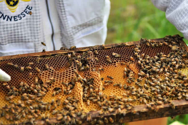 U.S. Army Corps of Engineers park ranger Stone Fagan inspects a panel of bees and filled honeycombs to determine progress made from the previous inspection, July 22, 2024. Cordell Hull Lake has recently received bee hives from HoneyBee Tennessee to increase local pollination efforts. (USACE Photo by Braden Simmons)