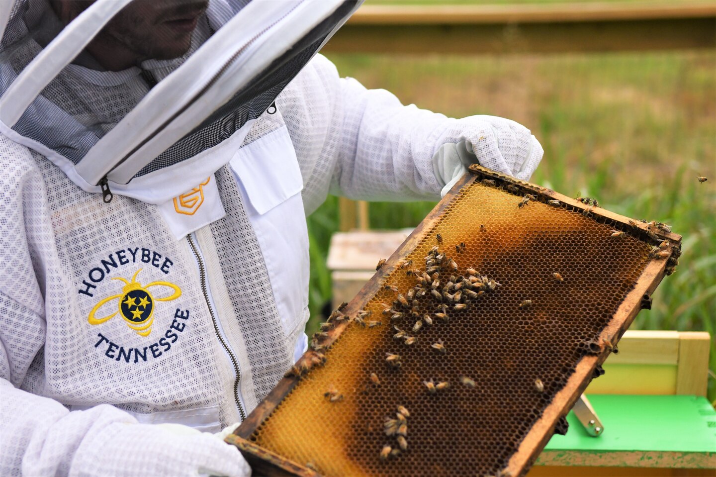 U.S. Army Corps of Engineers Park Ranger Stone Fagan inspects a panel from the bee hives at Cordell Hull Lake, July 22, 2024. Cordell Hull Lake has recently received bee hives from HoneyBee Tennessee to increase local pollination efforts. (USACE Photo by Braden Simmons)