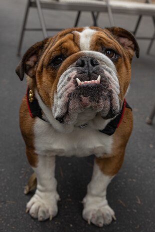 U.S. Marine Corps Pfc. Bruno, the mascot of Marine Corps Recruit Depot San Diego, Western Recruiting Region, poses for a photo at KUSI-TV television station San Diego, July 10, 2024. The mascot's job is to boost morale, participate in outreach work and attend events and ceremonies. (U.S. Marine Corps photo by Cpl. Sarah M. Grawcock)