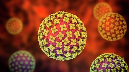 Hantavirus illustration
