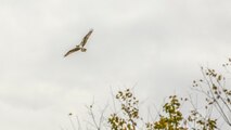 an osprey carries a fish in air
