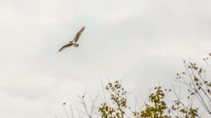 an osprey carries a fish in air