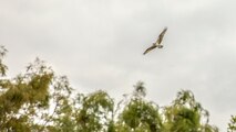 an osprey carries a fish in air