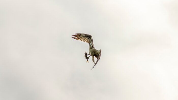 an osprey carries a fish in air