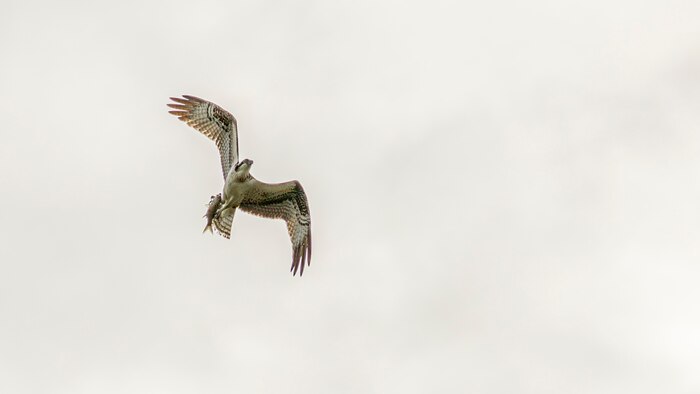 an osprey carries a fish in air