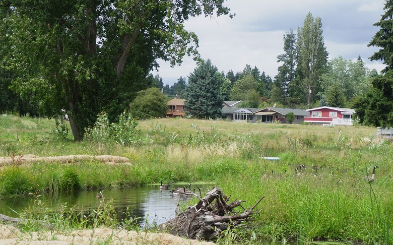 A gaggle of Canadian geese lingering in Ballinger Creek, in Mountlake Terrace, Washington.